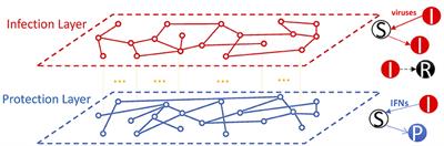 Principles of Effective and Robust Innate Immune Response to Viral Infections: A Multiplex Network Analysis